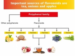 flavonoids diagram