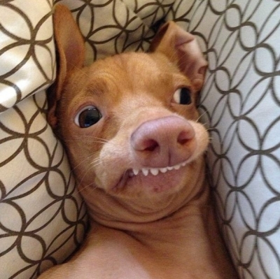 Stressed out dog making funny face