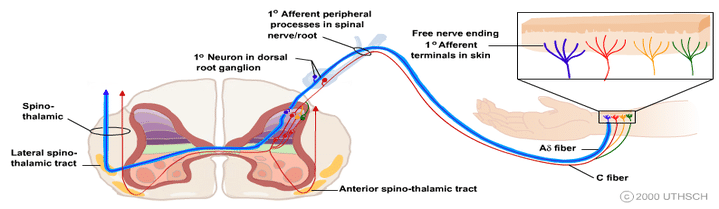 A-C fibers image