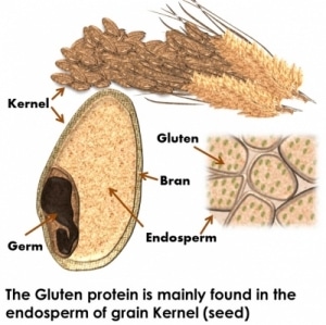 gluten grain protein chart 