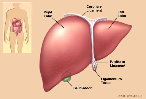 liver diagram