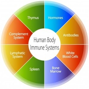 human body immune systems chart