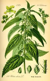 drawing of weed that can cause seasonal allergies