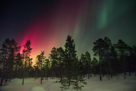 northern lights over pines