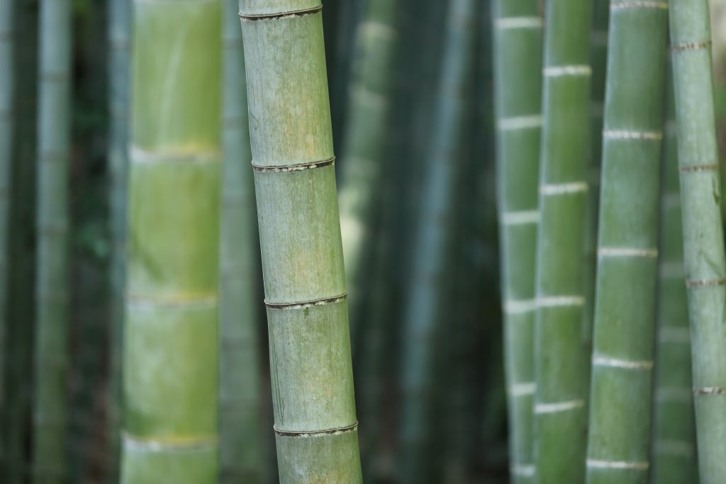 Chinese Bamboo
