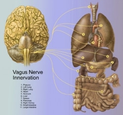 vagus nerve innervation graphic