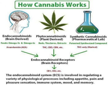 how cannabis works graft explaining CBDs as an anti-inflammatory