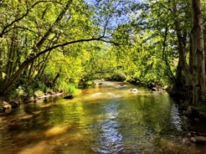 tree covered stream