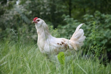 white free range chicken in tall grass