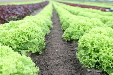 organic lettuce eaten when going vegan