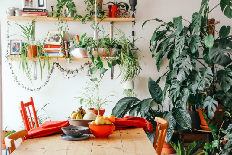 A Dining Room Full of Plants