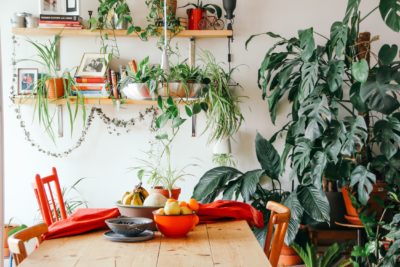 plants in dining room to improve air quality