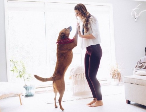 Pets as Mirrors: Your dog knows you’re stressed before you do