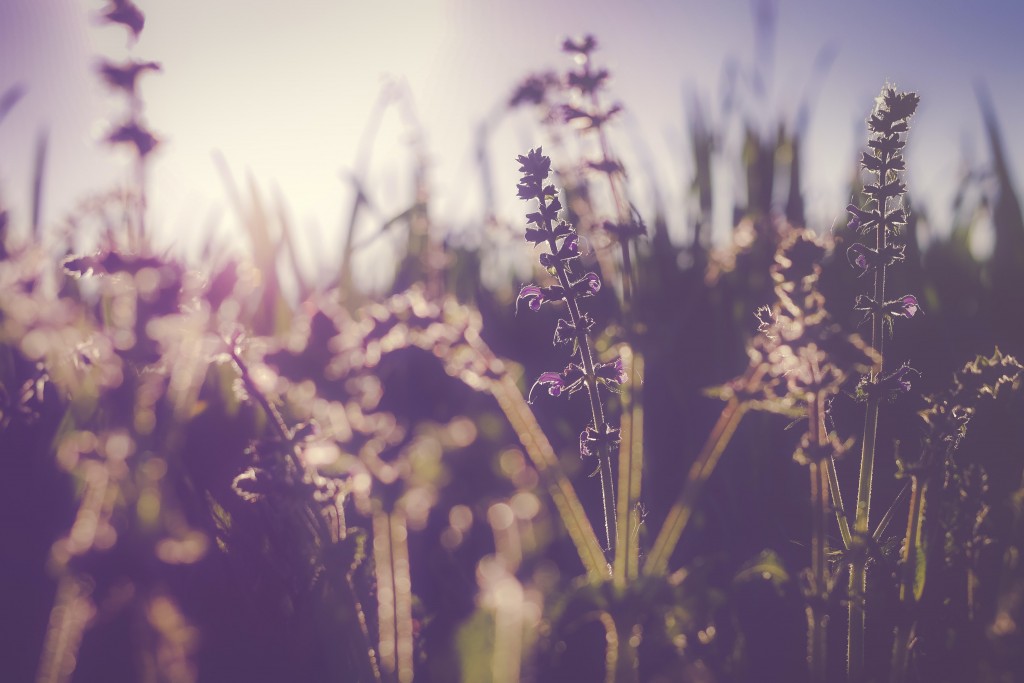 Spring weeds and flower