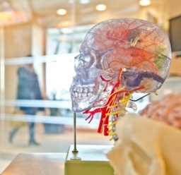 3d model of brain and nerves