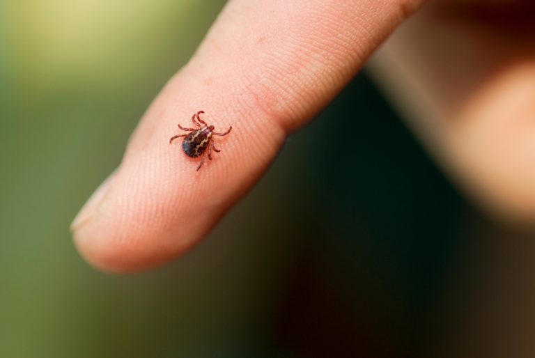 Tips for Staying Safe from Ticks