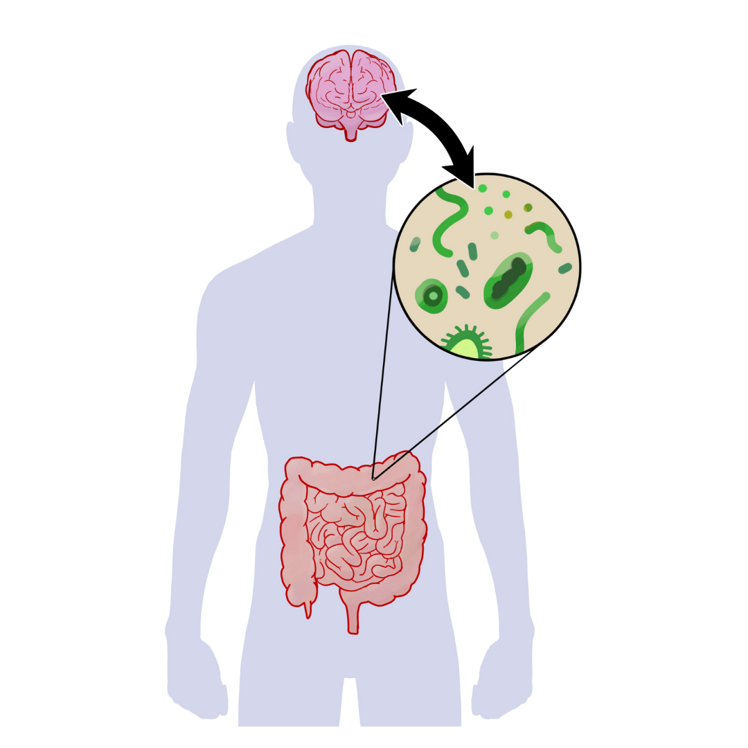 5 Gut Healing Foods – Amaluna Wellness